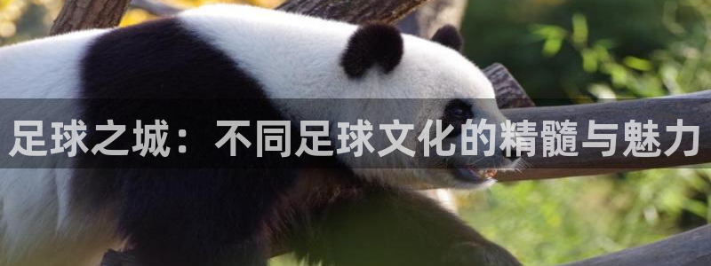  足球之城：不同足球文化的精髓与魅力