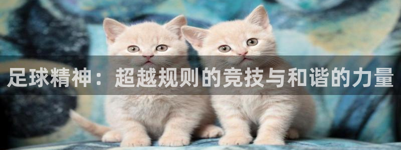 足球精神：超越规则的竞技与和谐的力量