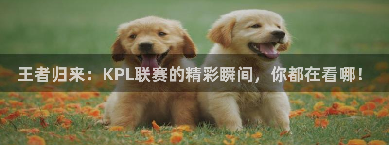 玩球直播官网app：王者归来：KPL联赛的精彩瞬间，你都在看哪！